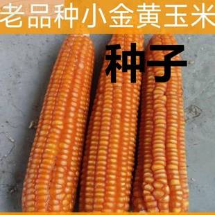 老品种黄玉米70年代农笨玉家米可留种农村黄玉米优选种子
