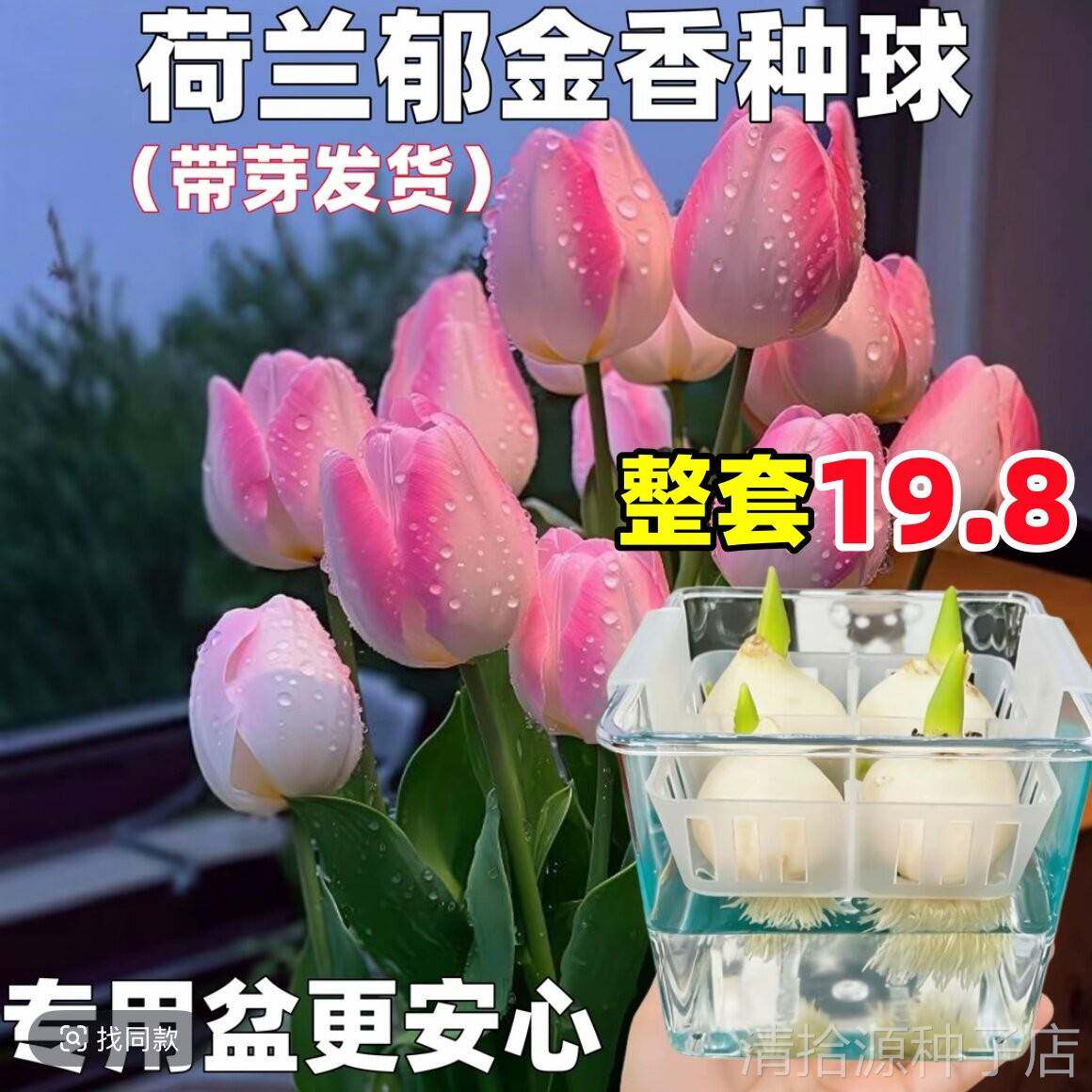 郁金香种球水培植物荷兰进口5度球桌面植物花卉种子阳台耐寒好养