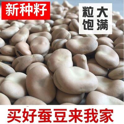 日本小白皮蚕豆种子土壤农家自种胡豆五谷杂粮白皮生蚕豆蚕豆土壤