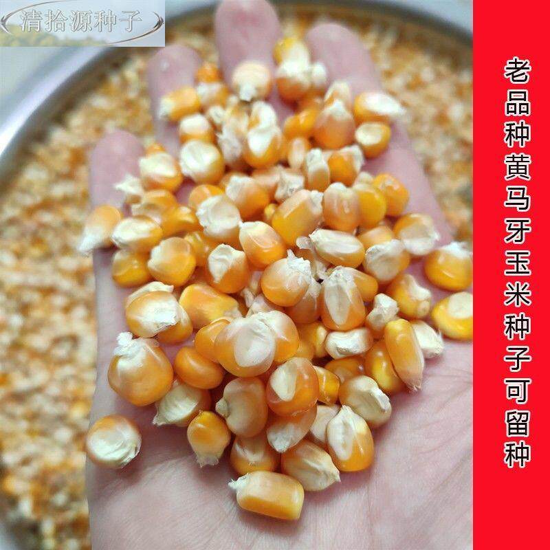 马牙玉米传种籽笨玉米种子可种留种解放前老棒子孑统品种老黄马牙
