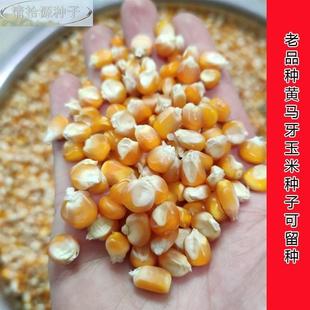 马牙玉米传种籽笨玉米种子可种留种解放前老棒子孑统品种老黄马牙