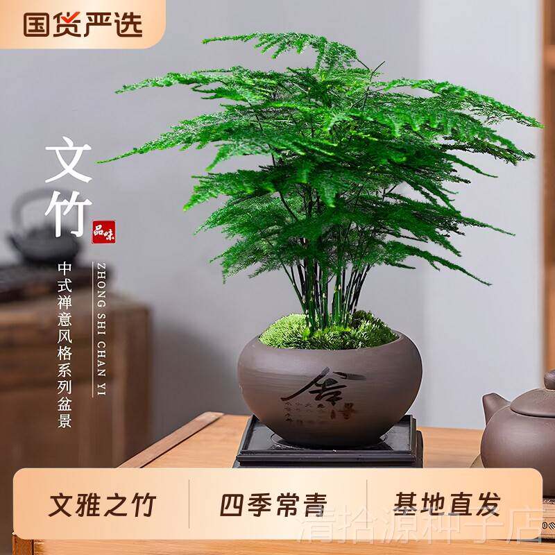 文竹盆栽植物室内客厅中式禅意盆景办公室桌面花卉云竹迷你小绿植