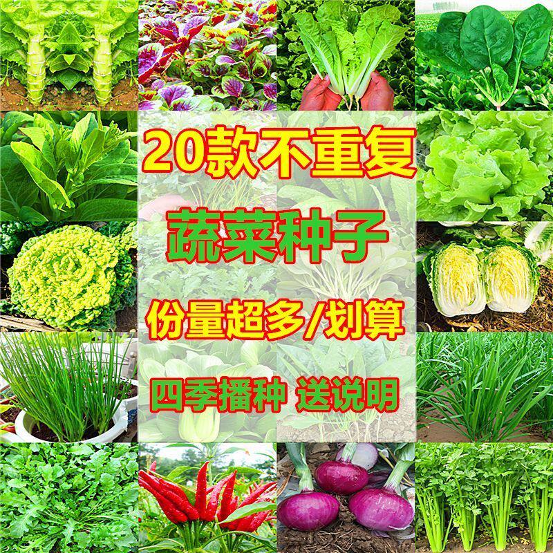 蔬菜种子大全四季营养土适播种西瓜甜瓜黄瓜番茄家庭阳台露天种植