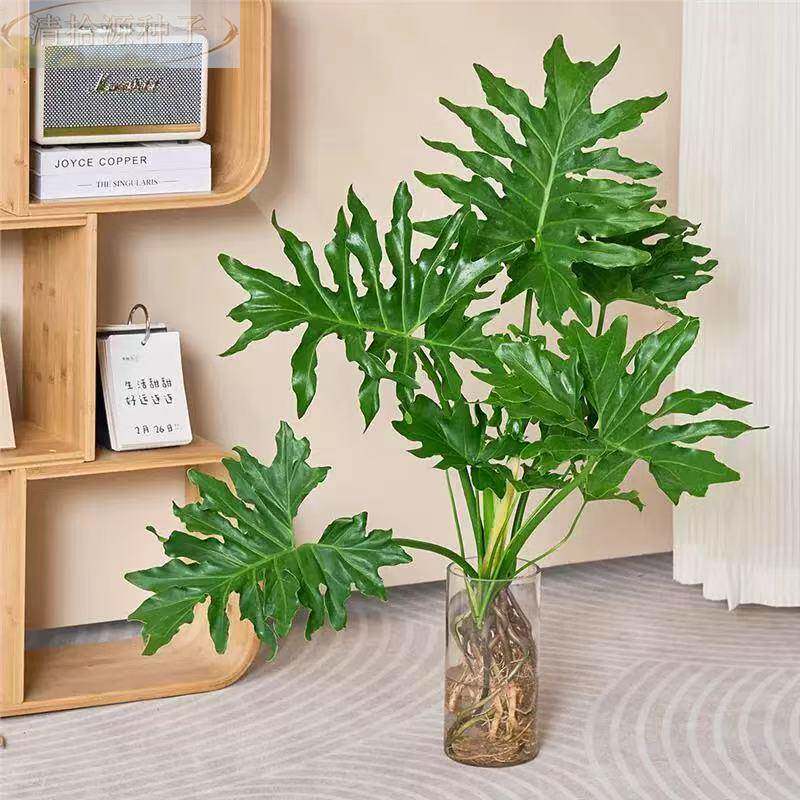 龙鳞春羽水培植物盆栽蔓绿绒室内龟背竹春雨绿植常青好养面桌植物