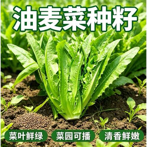 油麦菜种子大叶耐热四季农家阳台盆栽油麦苦菜大颗青菜蔬菜种籽S