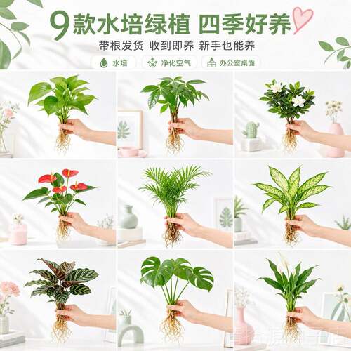 水培植物盆栽绿萝发财树栀子花办公室内花卉小绿植四季好养活盆栽