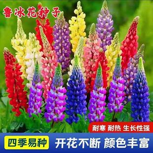 鲁冰花花种籽春秋土壤播种庭院花境花海易花种盆栽阳台羽扇豆种子