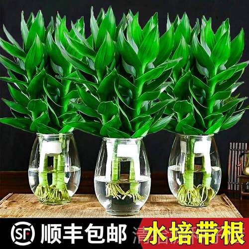 观音竹富贵竹水培植物带根花卉绿植绿萝室内盆栽转运竹带花瓶好养