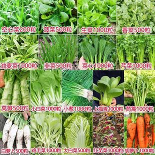 蔬菜种子香菜番茄辣椒菠菜瓜青菜籽生菜罗卜大白菜四季播种孑黄全