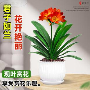 四季君子兰盆栽带花苞小苗花卉植物室易活绿植水培好内养多肉大全