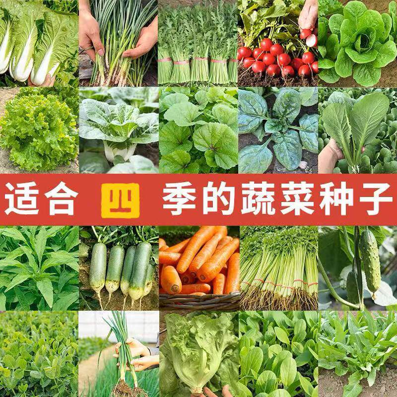 蔬菜种子播盆栽葱阳台植物庭院香菜青白菜萝卜生菜菠菜籽大全去虫