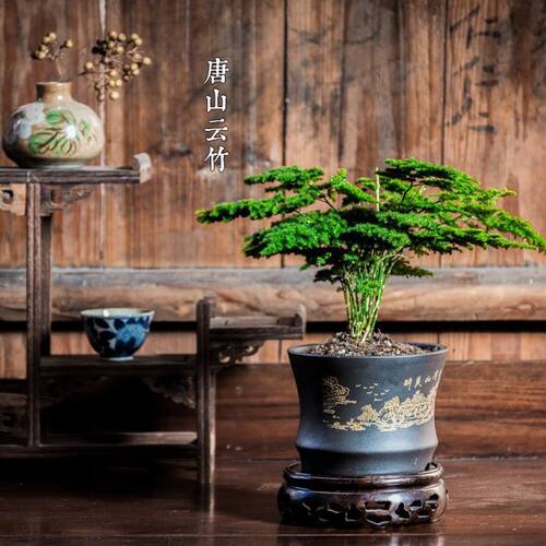 唐小山矮生云竹包文竹云松竹假养山盆景办公室内桌面盆栽好绿植邮