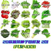 蔬菜种子大叶香菜四季 播盆栽土壤种辣椒生菜番茄种籽大葱全植阳台