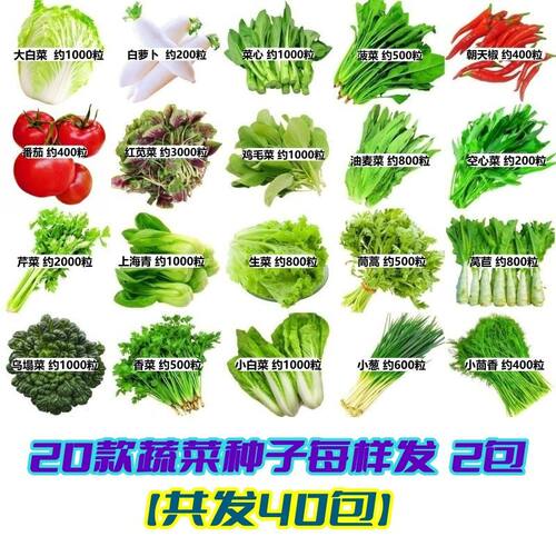 蔬菜种子大叶香菜四季播盆栽土壤种辣椒生菜番茄种籽大葱全植阳台