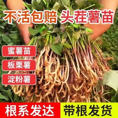 红薯苗秧山东烟薯25蜜薯红薯苗种西瓜红紫薯板栗山番芋薯地瓜秧苗
