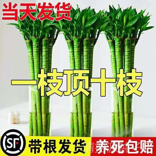 带根文昌竹文竹龙竹观音竹转运竹富贵竹水养植物书桌盆栽水培绿植