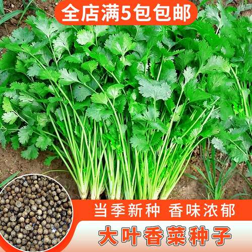 易发芽大叶香菜种子籽耐热四季阳台室内盆栽种籽蔬菜种子大全