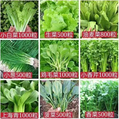 蔬菜种子四季播盆栽阳台庭院香黄菜辣椒番茄瓜豆角香甜瓜籽孑大全