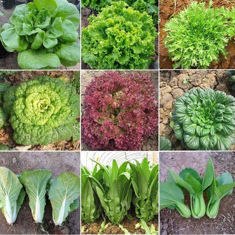 蔬菜种子原装四季播种庭院阳台农家营养土盆栽香菜番茄辣椒菜种子