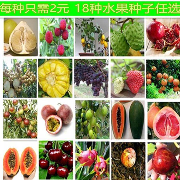 四季易种播阳台盆栽水果种子果树种子蔬菜种子春秋季草莓种子包邮