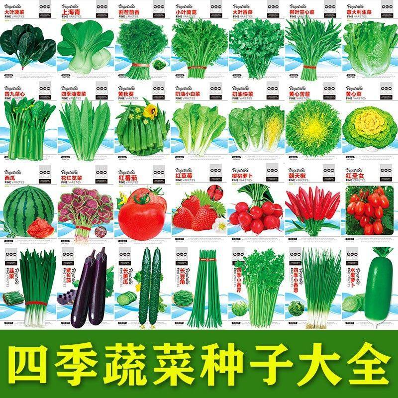 蔬菜种子香菜番茄辣椒菠菜黄瓜青菜籽生菜萝卜白菜四季播种孑大全