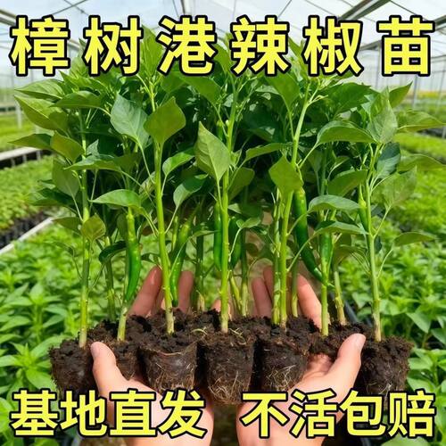 正宗湖南原种樟树港辣椒苗庭院四季种植高产薄椒蔬菜皮苗秧苗大全