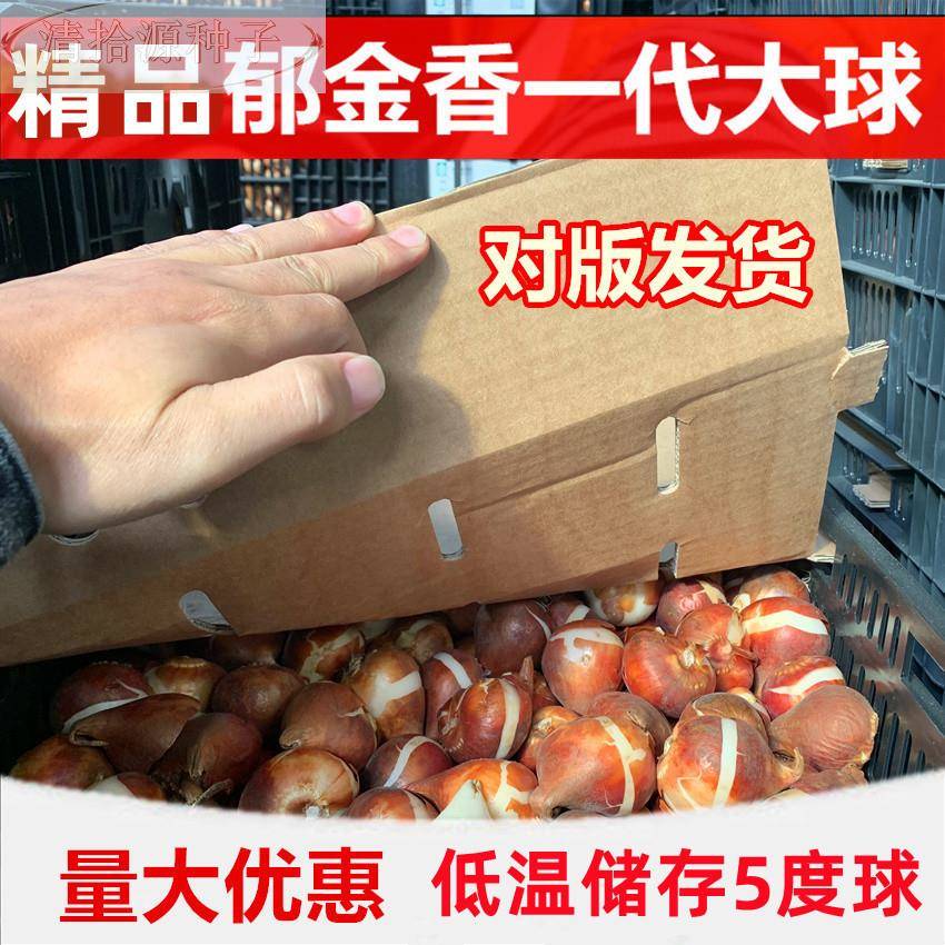 现货郁金香种单瓣品种1粒装5度球室球内花卉盆季栽四开花好养
