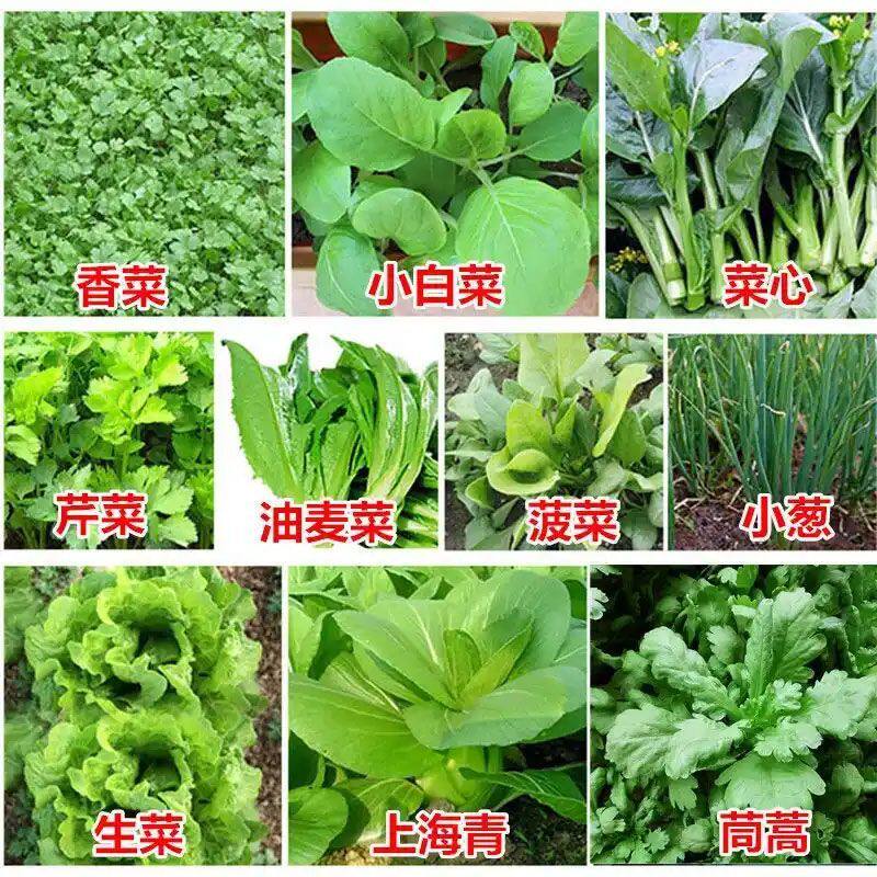 蔬菜园艺叶菜类菜种大全庭院阳台盆栽四季播生菜香菜青菜籽种套餐