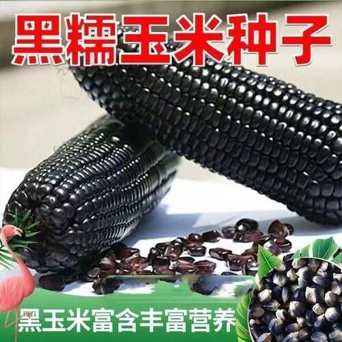 黑甜糯玉米黑糯玉米土壤耐温紫玉米种籽四季大田春夏蔬菜种子土壤