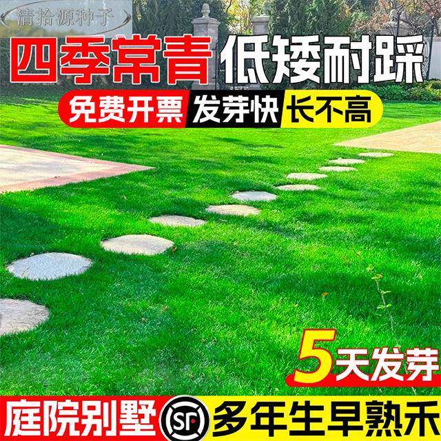 早熟禾草绿坪草籽抗寒多年生化四季土壤常青低矮耐践踏草草皮种子 - 实物图