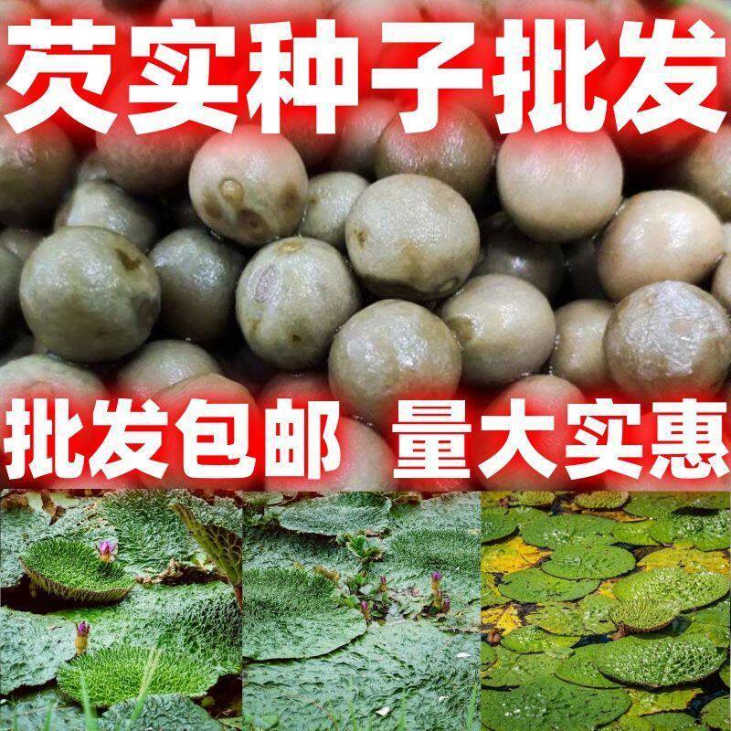 芡实种籽鸡头米鸡头果种子苏芡颗欠实苗茨实鸡头莲梗好吃好种大粒图片