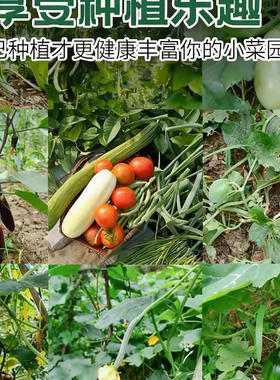 蔬菜种子大全播种阳台盆栽营养土种香菜菠菜生菜萝卜葱番茄辣椒籽