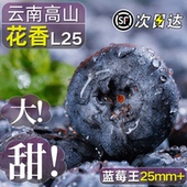 新耐采蓝莓种子盆栽水果种子 抗寒冻水种子 蓝果莓树苗种子