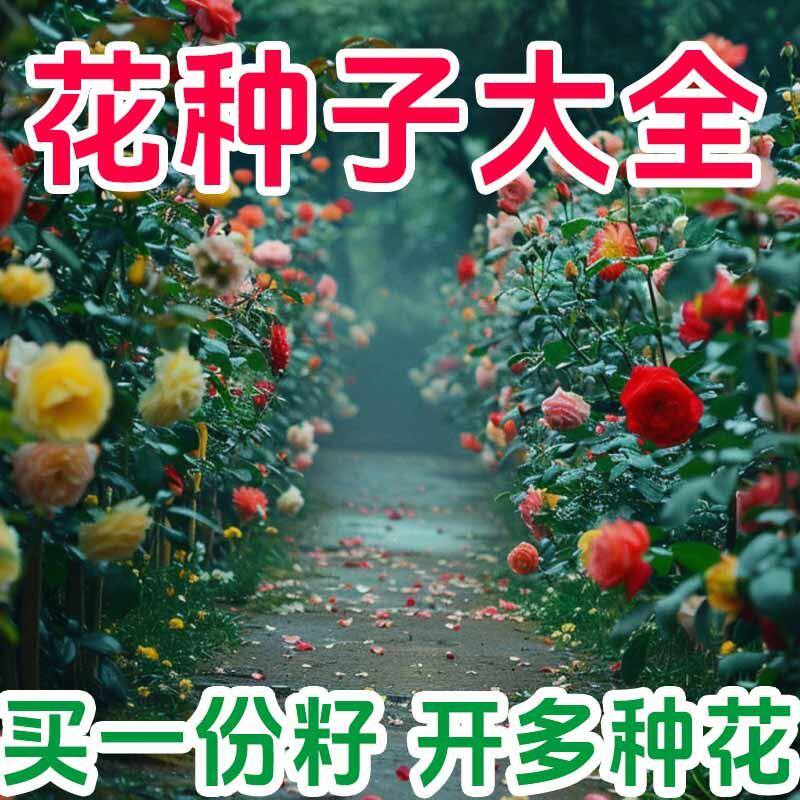 彩包种子四季播种室内外阳台无机肥盆栽花卉家庭花种子葫芦薰衣草