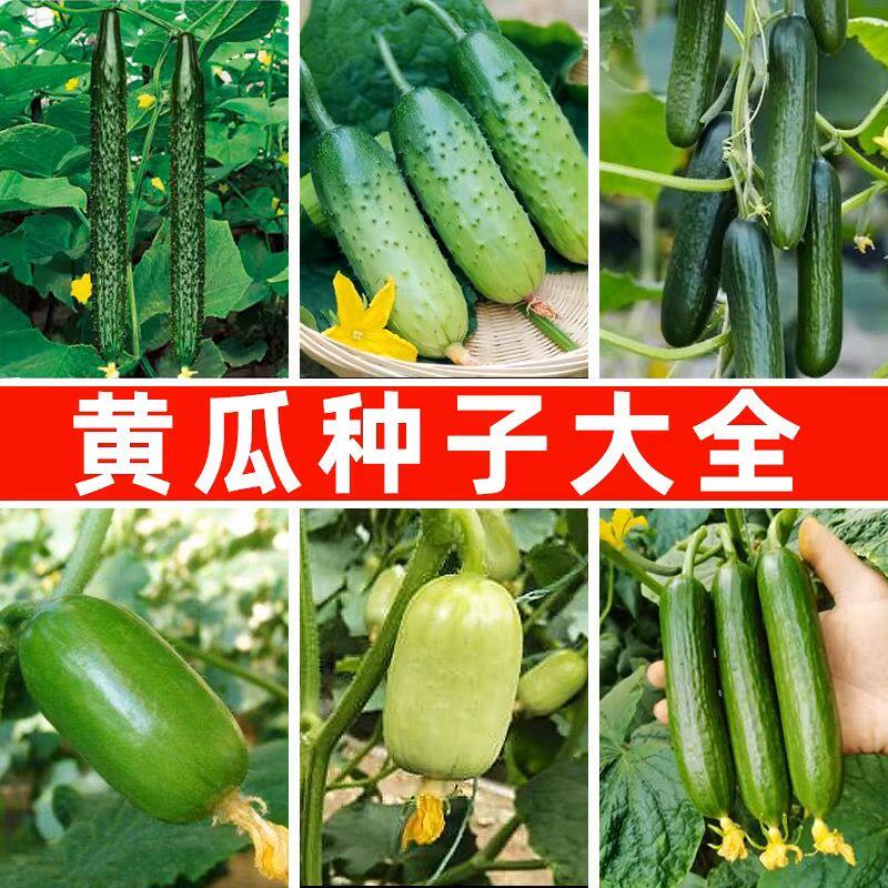 黄瓜园艺大全春秋种植农家水果黄瓜迷你金童玉女阳台盆栽庭院蔬菜