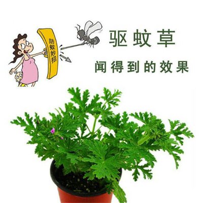 驱蚊草盆栽植物室内外土壤绿植祛蚊种籽庭院香叶天竺葵开花防蚊虫