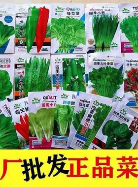 6R6种开季春蔬菜子套餐丝瓜黄瓜辣椒HIC蔬EAT豆角玉种米茄春子农