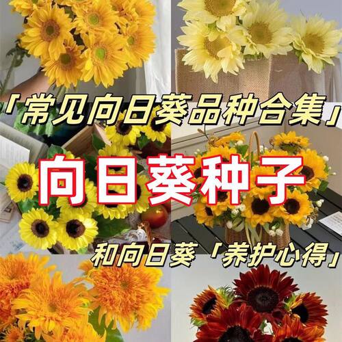 日葵种孑食用观赏葵花花种子大全春夏开花室内向迷你盆栽花卉种子
