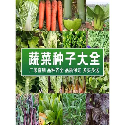 蔬菜种子四季播种盆栽阳台庭院香菜黄瓜萝卜生菜小葱菠菜籽肥大全