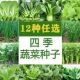 蔬菜种子四季 播种萝卜菜籽香种生菜葱蒜辣椒大白菜土壤种菜籽大全