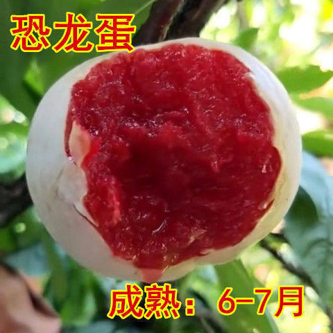 蜂糖李子树苗空心四川嫁接蜂蜜李子苗三华南北方种植脆甜三华李
