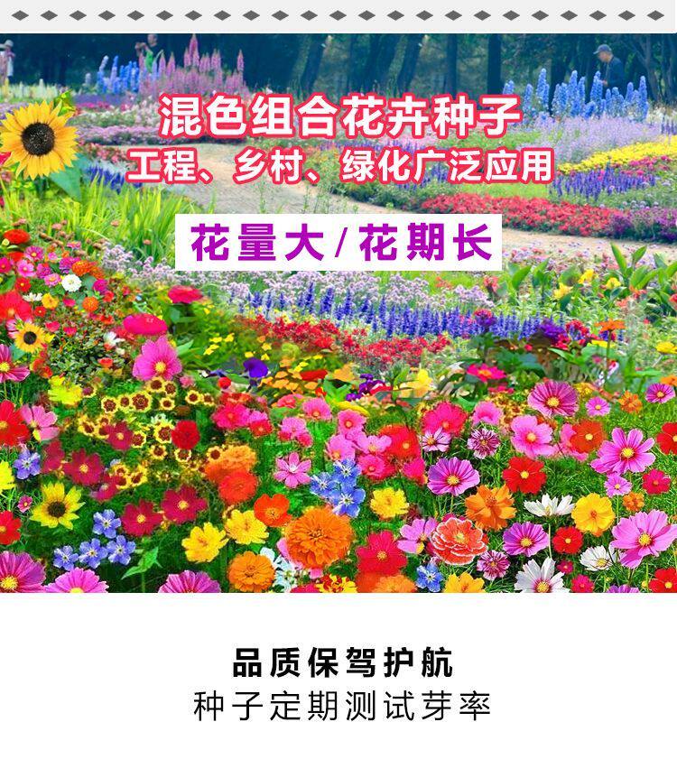 5包 各种彩袋包装花卉种子四季播阳台土壤盆栽庭院耐寒耐热多年生