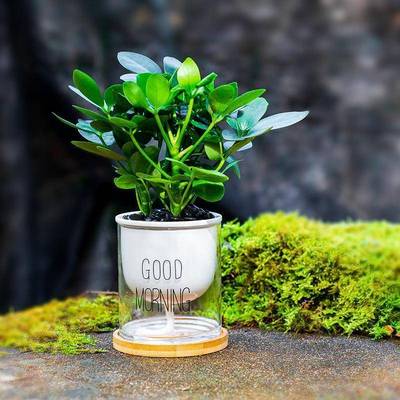 好养活鹅掌柴北欧办植公室内小盆栽鸭脚木桌面绿植耐阴创意水培物