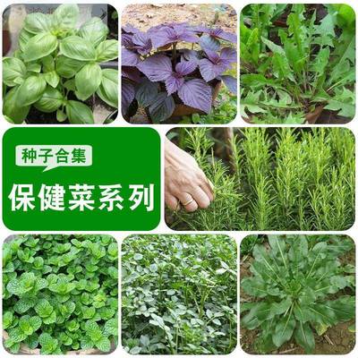 菜用穿心莲种子 保健特菜种田七三七 四季播盆栽养心菜凉拌蔬菜籽