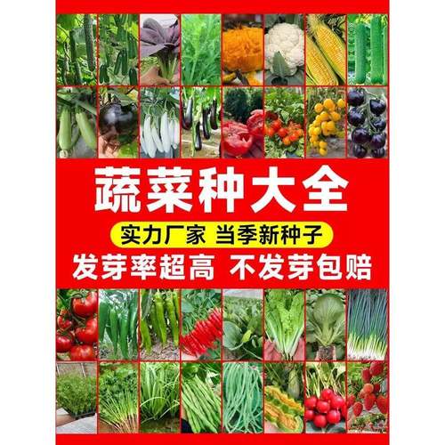 蔬菜种子四季园艺用品播种萝卜香菜籽生菜葱蒜辣椒空心菜种籽大全