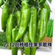 羊角椒种子园艺羊角椒种苗青椒尖椒辣椒苗园艺籽微辣新品 蔬菜 四季