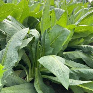 四高州大叶甜麦菜甜脆南方季种植高产快菜籽种苦麻菜蔬菜种子