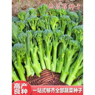 美味西兰种子耐寒耐苔热西兰苔菜种孑包邮到家春秋季播种蔬菜种籽