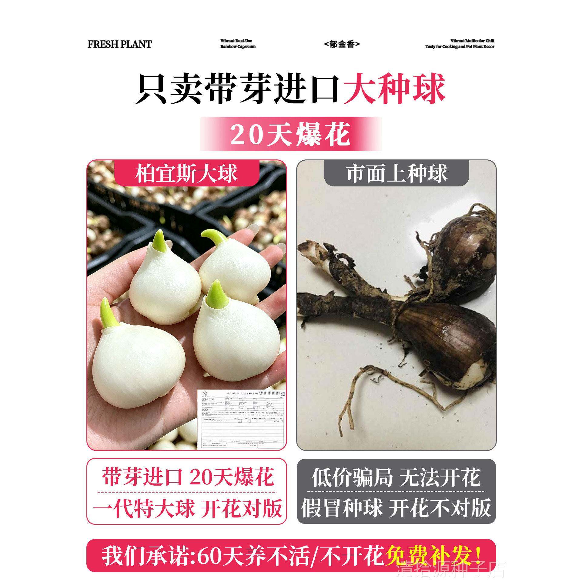 郁金香种球地栽100个土培种子盆栽水培植物荷兰进口五5度花卉
