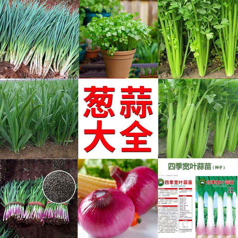 四季香菜园艺易种阳台盆栽耐热耐寒韭菜西芹菜洋葱薄荷小香葱种籽